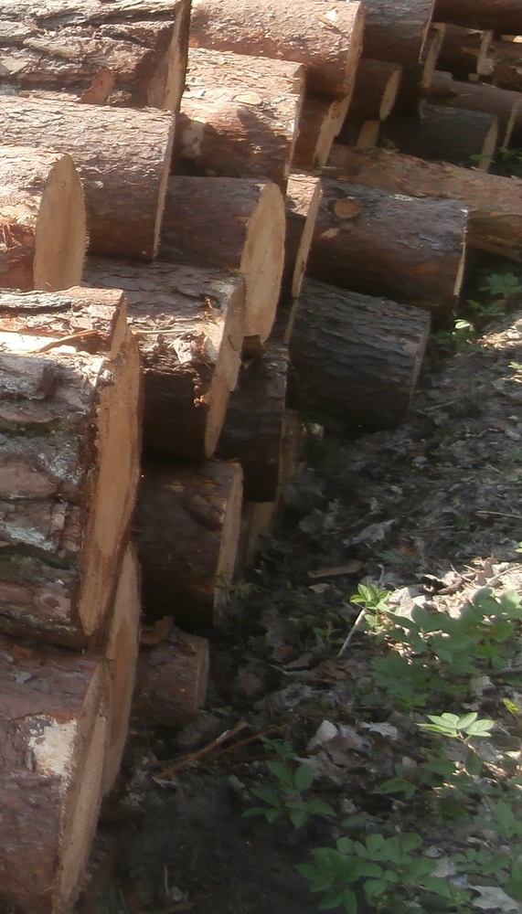 Лес кругляк,  пиловочник,  баланс дрова(хвойные породы) 3